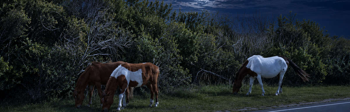 Three wild horses grazing on Assateague Island